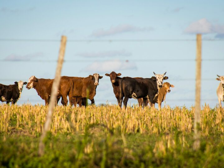 Selon l’INSEE, l’agriculture depuis 1980 observe un recul de l’élevage et un recours accru au capital et aux services agricoles